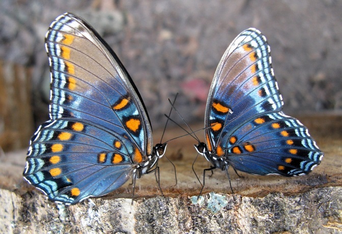 stock options trading butterflies strategy